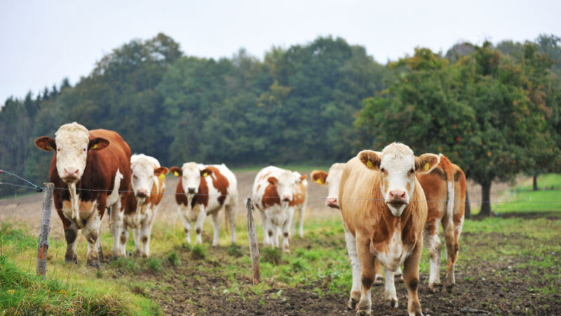 Podezřelé hovězí z&nbsp;Polska se dostalo do deseti zemí EU. Česku se vyhnulo