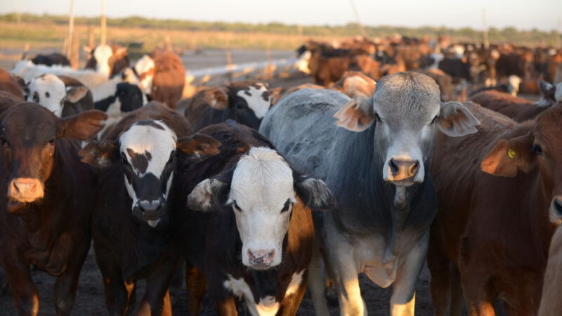 Obchodní jednání s&nbsp;Mercosurem se protahují. Farmáři mají strach, automobilky cítí příležitost