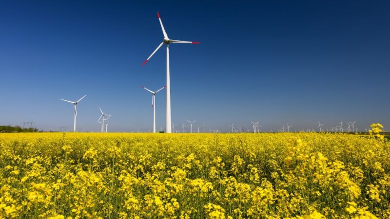 Komise vytkla ČR nízký podíl obnovitelných zdrojů, ale také příliš mnoho biopaliva z&nbsp;řepky