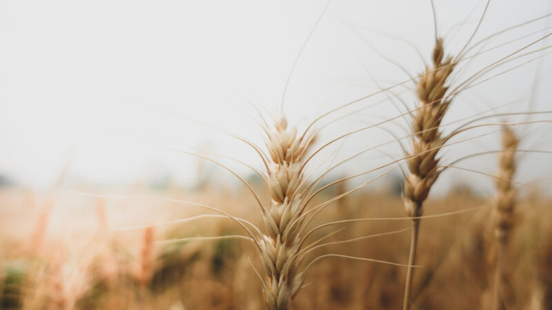 SZIF na základě auditu EK neproplatí dotace Agrofertu a&nbsp;podnikům z&nbsp;okolí ministra Tomana