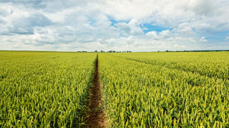 Odpověď na návrh auditu zemědělských dotací je na cestě do Bruselu