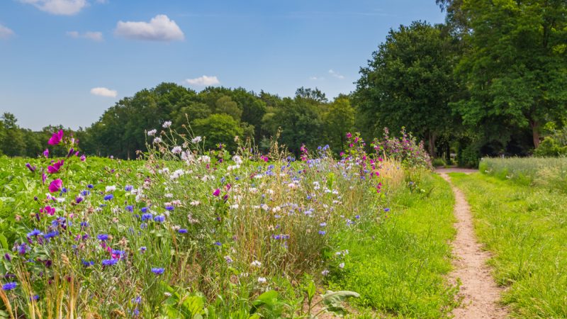 Výjimky pro zemědělce s&nbsp;rokem 2023 zřejmě skončí, ekologická opatření se plně vrátí do praxe