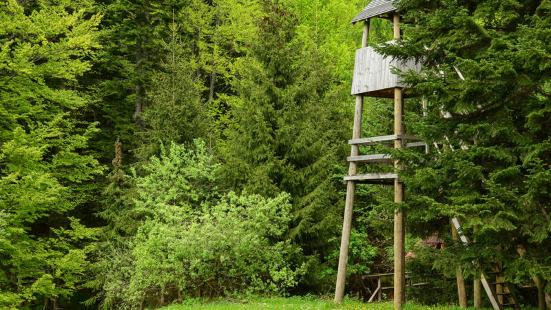 Dotace na lesy neměly žádný finanční strop. Vznikly proto posedy za 300 tisíc