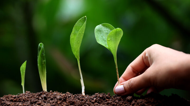 Bioprodukty se budou v&nbsp;EU přísněji kontrolovat. Česko některé změny kritizuje