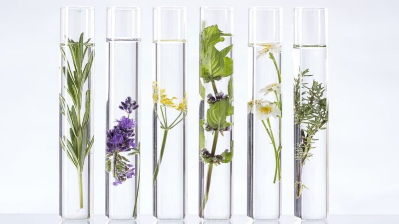 Bioekonomika a&nbsp;cirkulární ekonomika