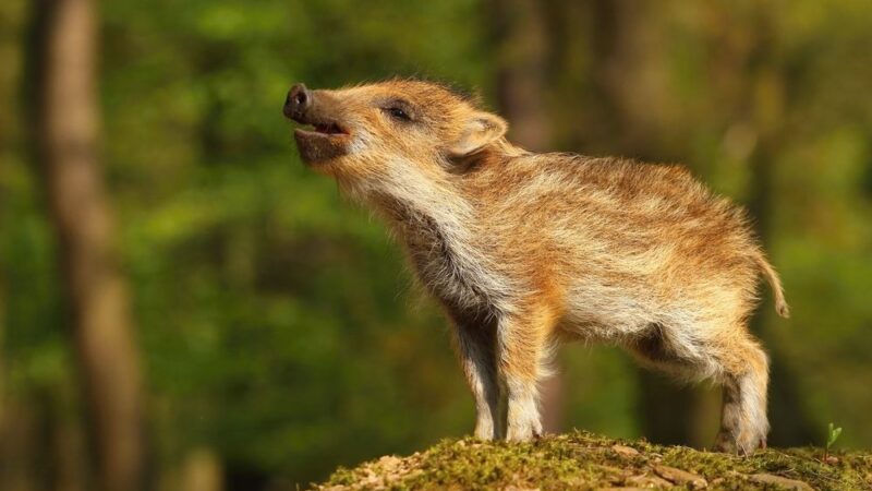 ČR požaduje, aby Komise koordinovala výzkum afrického moru prasat. Na vývoj vakcíny pošle milion eur