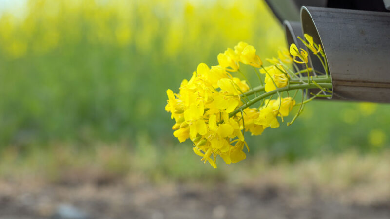 Europoslanci odhlasovali stropy pro biopaliva