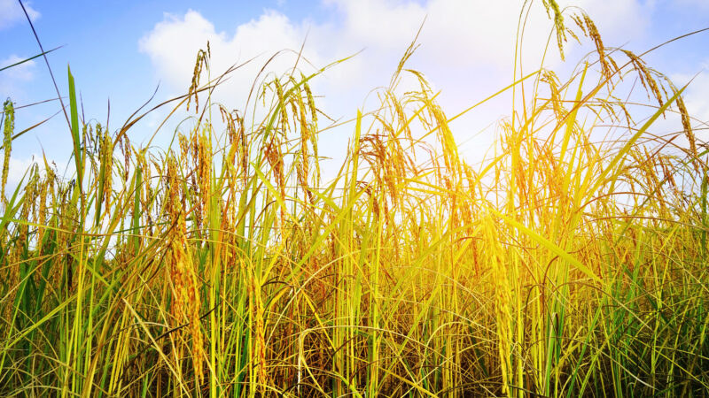 Ztráty českých zemědělců za sucho zaplatí Česko i&nbsp;EU