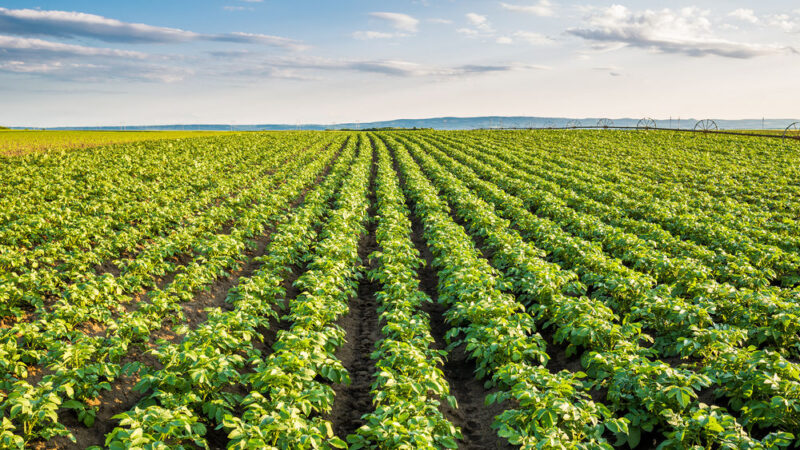 Infografika: 10 let zjednodušování společné zemědělské politiky pro lepší budoucnost