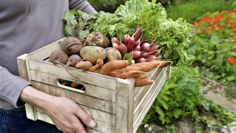 Zemědělci by neměli platit za potraviny, které se v&nbsp;obchodech zkazí. Návrh Komise se ČR zamlouvá