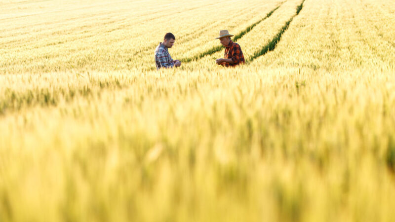 Čeští zemědělci by pro vystoupení z&nbsp;EU zřejmě nehlasovali, říká agrární analytik