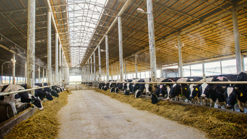 Zastropování dotací by nás mohlo zničit, říká ředitel zemědělského podniku