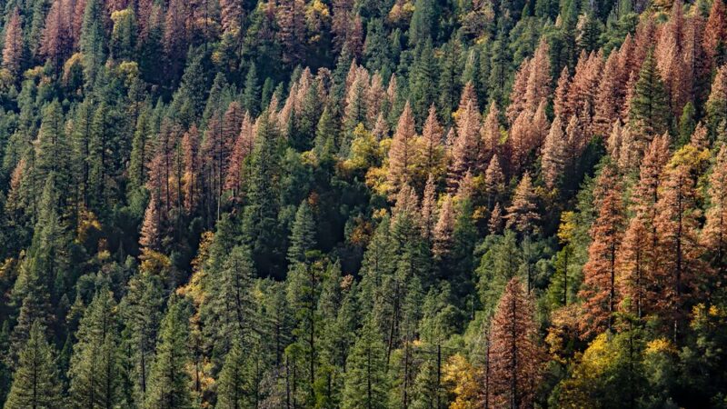 České lesy postižené kůrovcem dostanou finance od státu i&nbsp;EU