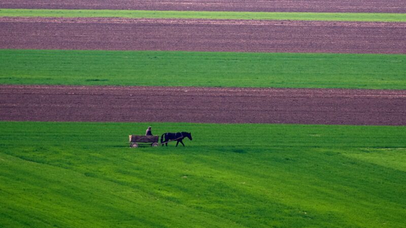 Rumunské farmy jsou nejmenší v&nbsp;EU, kolektivizaci navzdory