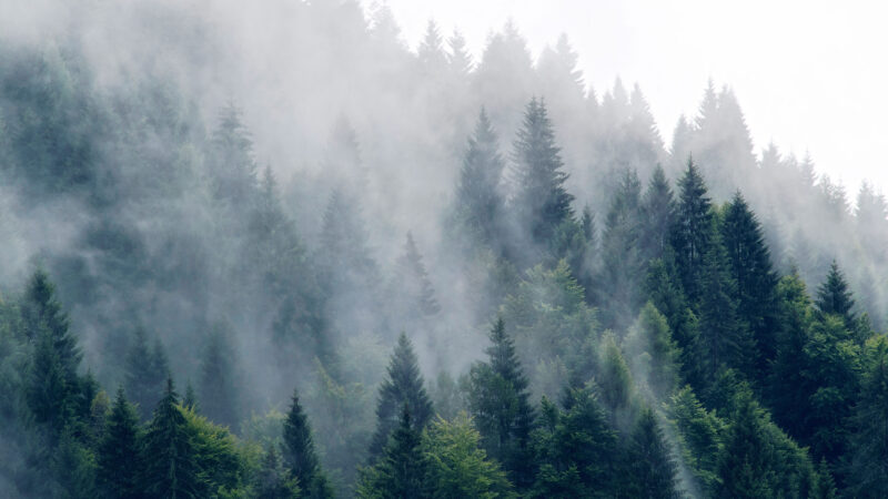 Snižování emisí díky lesům a&nbsp;půdě? Česko si vede dobře, na vítězství nad změnami klimatu to ale stačit nebude