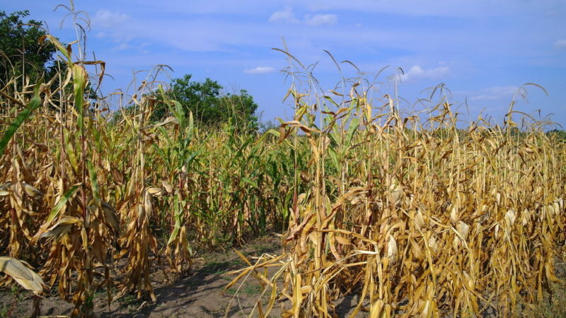 Zemědělci letos obdrží evropské dotace o&nbsp;měsíc dřív. Může za to sucho