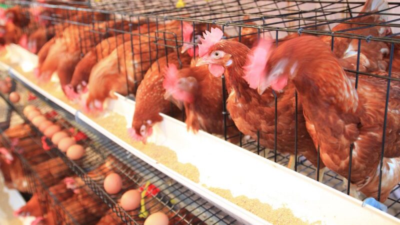 Konec doby klecové podpořilo v&nbsp;občanské iniciativě více než 1,6 milionu Evropanů