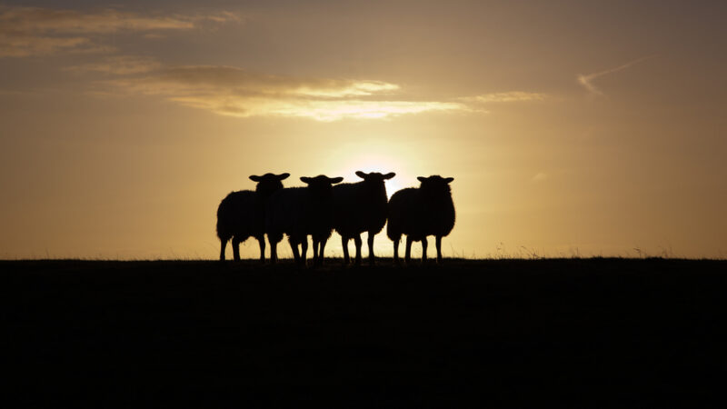 Právní stát v&nbsp;zemích Visegrádské čtyřky: Z&nbsp;pilných žáků černé ovce
