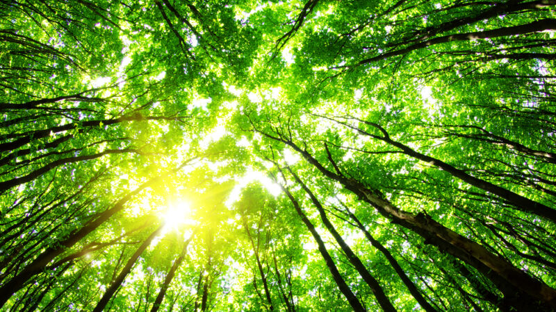 Životní prostředí je u&nbsp;eurovoleb klíčové pro čtyři z&nbsp;pěti Čechů