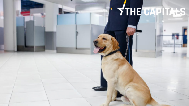The Capitals: Psi umí vyčenichat koronavirus. Finové s&nbsp;nimi chtějí kontrolovat pasažéry na letištích