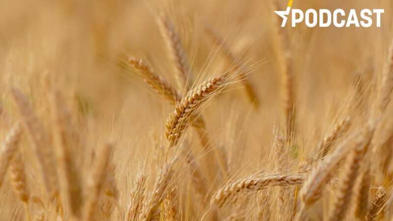 Podcast: Zemědělci, kteří budou hospodařit ekologicky, získají více dotací