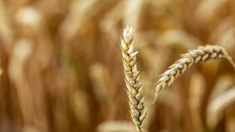 Studie: Strategické zemědělské plány zemí EU dávají přednost ekonomické podpoře na úkor životního prostředí