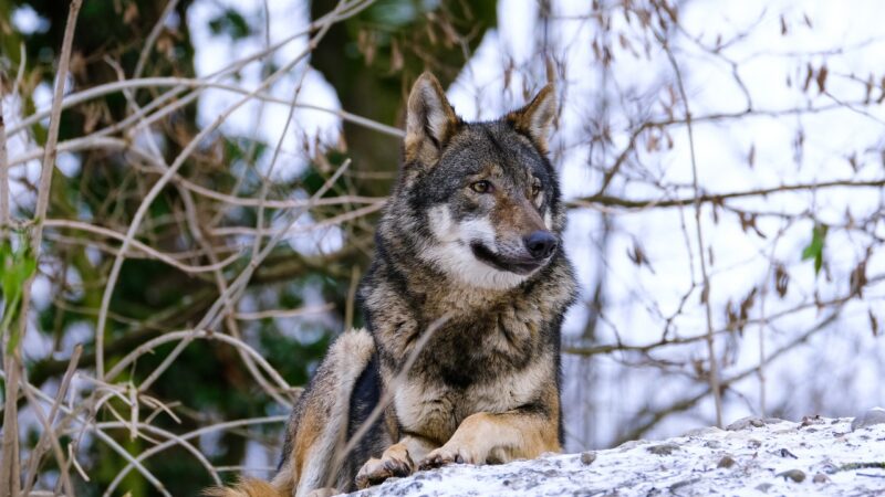 Zvýšený výskyt velkých šelem by měl vést ke změnám v&nbsp;jejich ochraně