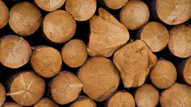 Europoslanci podpořili odklad nařízení o&nbsp;odlesňování, který požaduje i&nbsp;Česko. Jednání ale stále pokračují